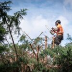 can an arborist save a tree