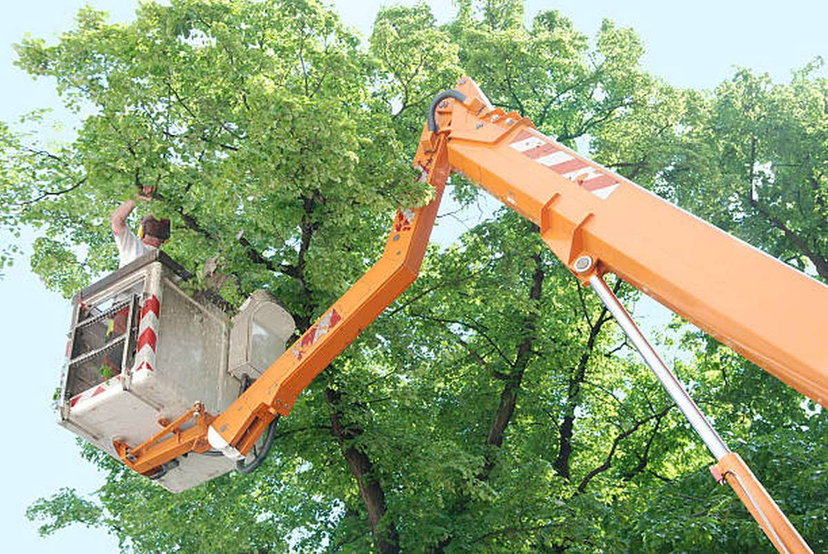 can an arborist save a tree2