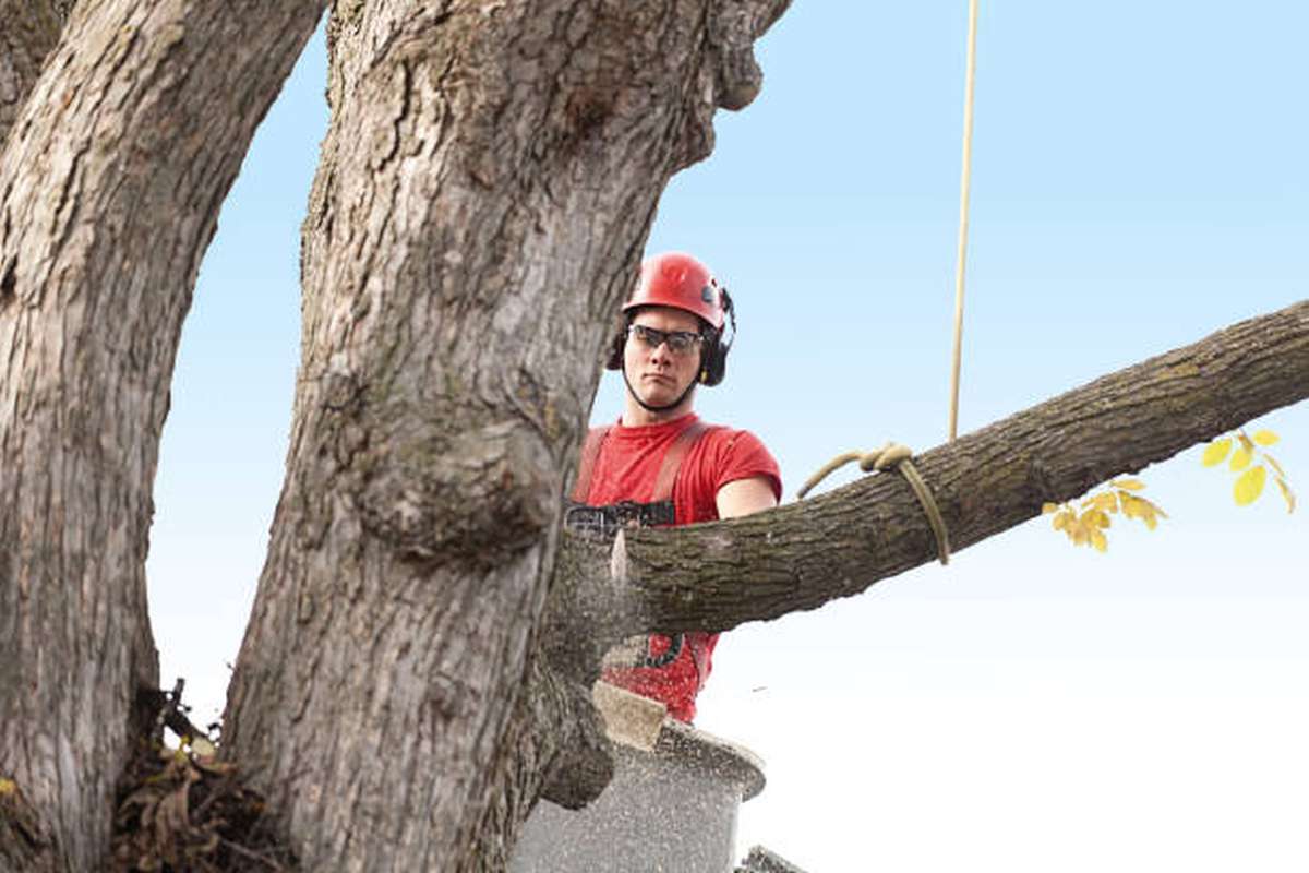 can an arborist save a tree3
