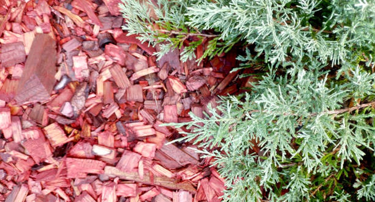 cedar mulch make soil acidic (2)