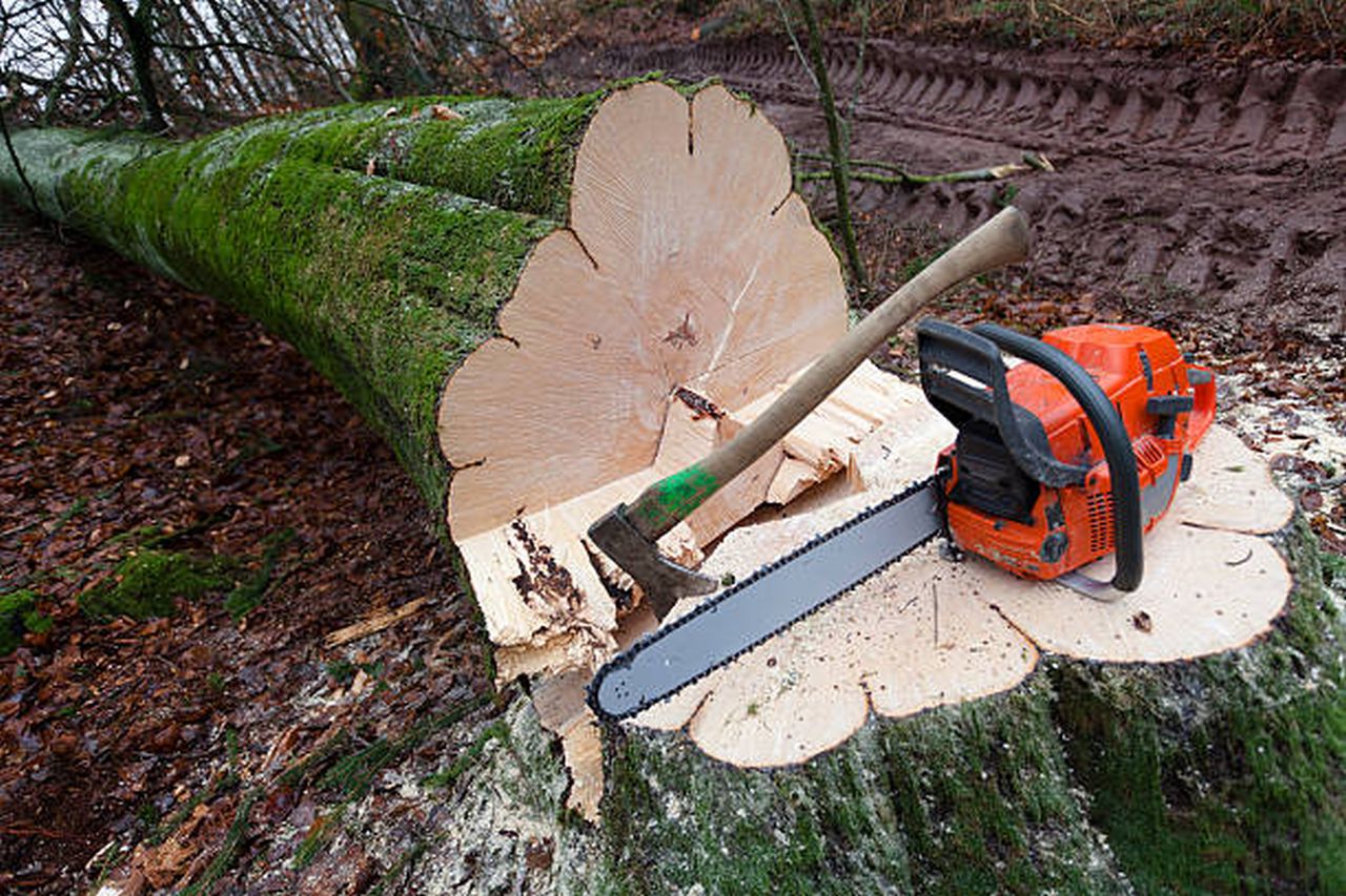 Cut And Remove A Tree