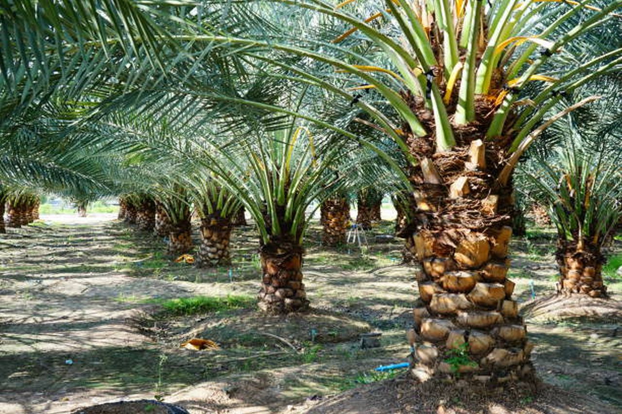 Different Types Of Palm Trees
