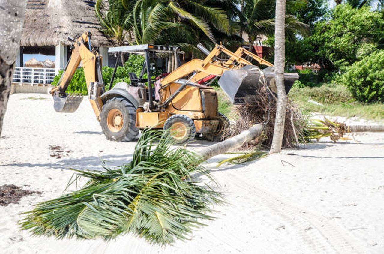 dig up a palm tree (2)