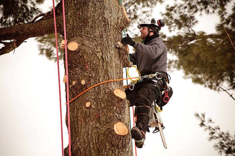 do-arborists-need-a-degree