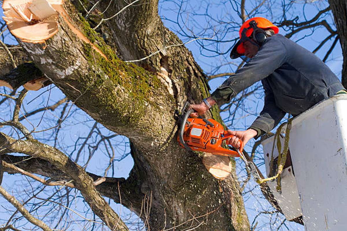 do you need to be an arborist to cut trees3