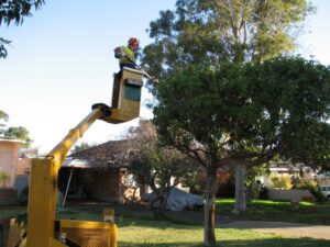 governement street tree pruning 03