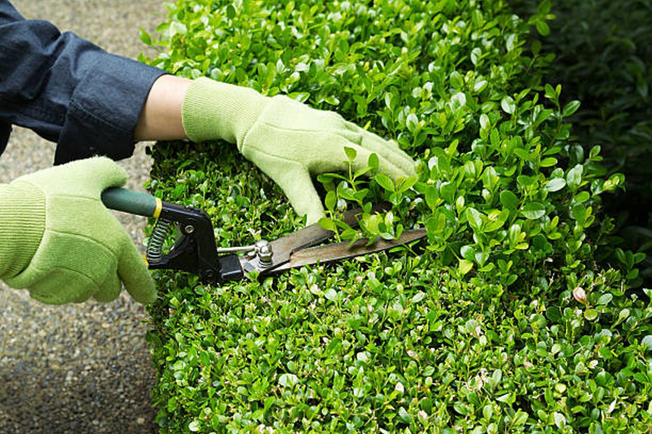 Hedge Trimming Prices