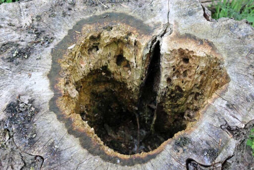 how to identify tree diseases and protect forest3
