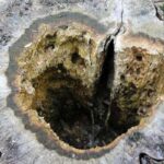 how to identify tree diseases and protect forest3