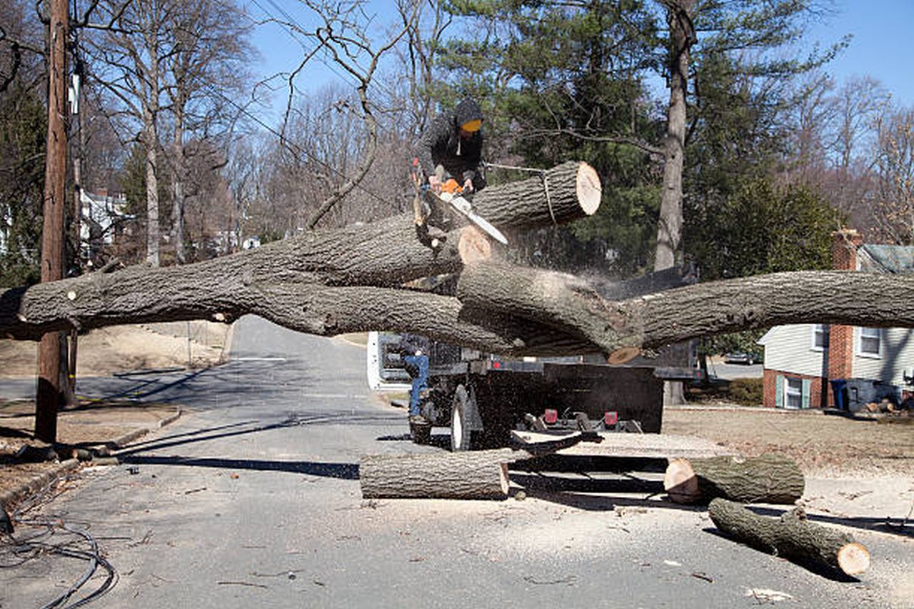 Insurance Cover Tree Removal