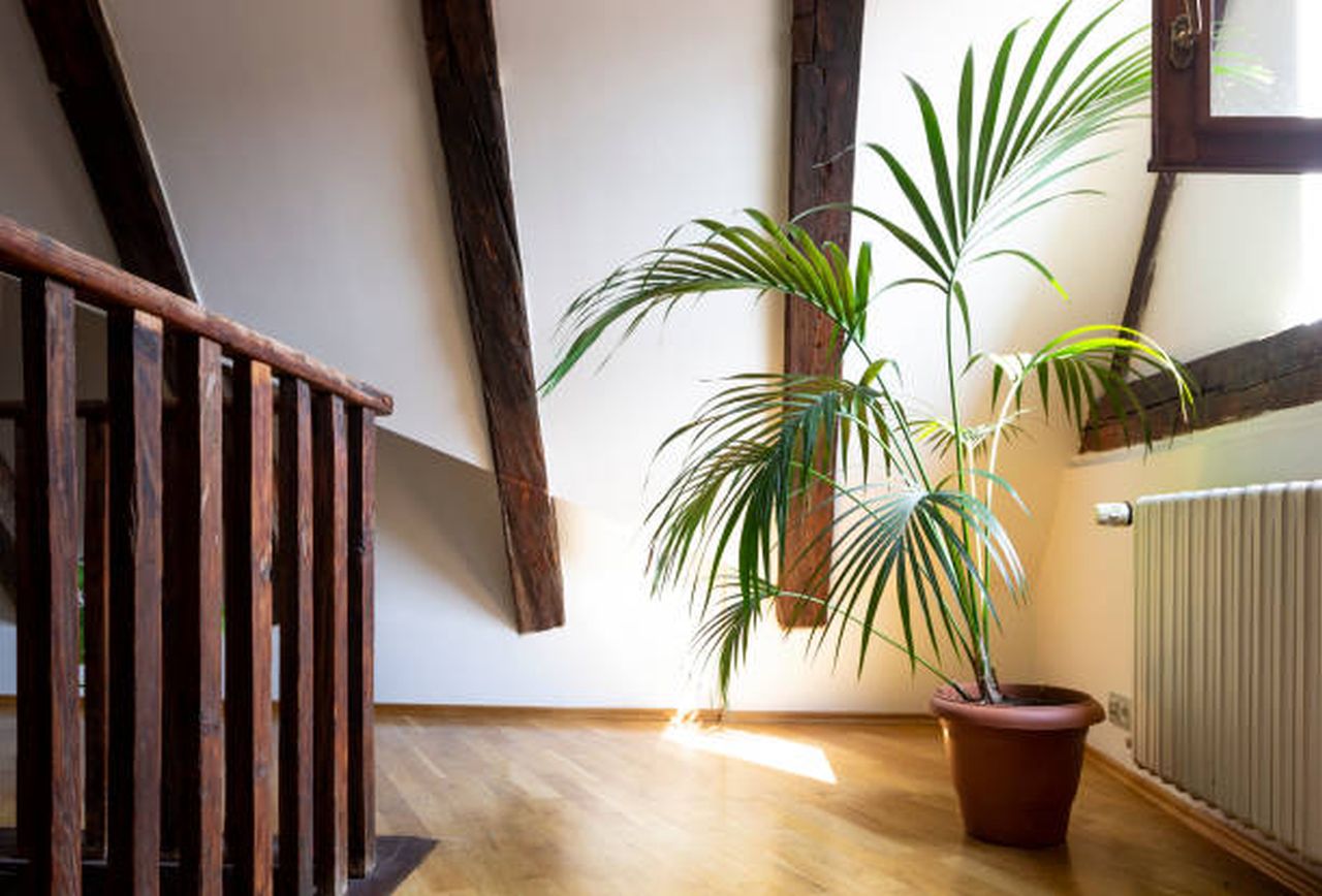 palm tree indoor