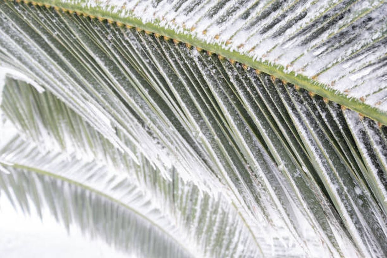 palm tree survive freeze