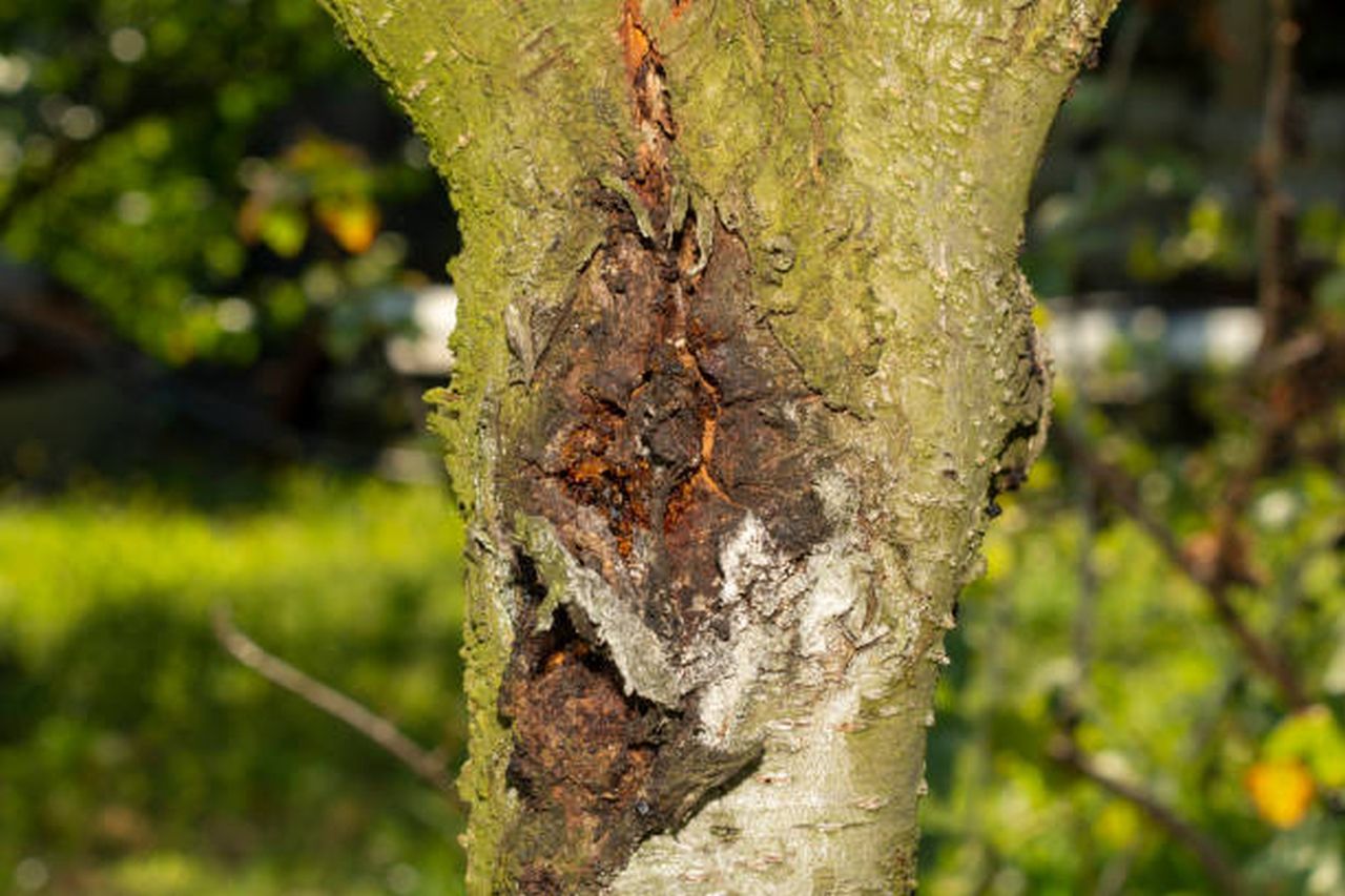 protect my tree from common tree diseases (2)