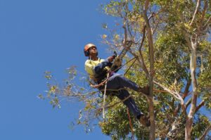 pruning climbers 01