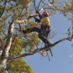 pruning climbers 03