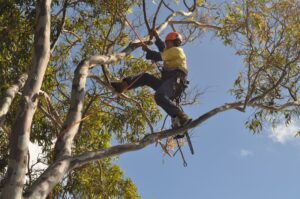 pruning climbers 03
