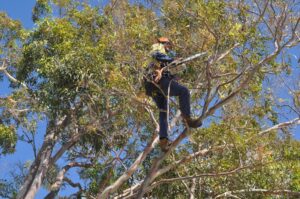 pruning climbers 04