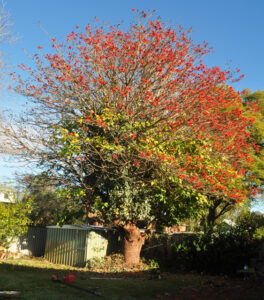 residential coral tree 01