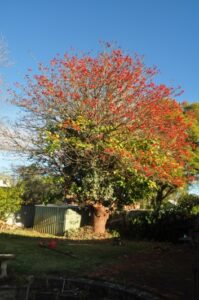 residential coral tree 02
