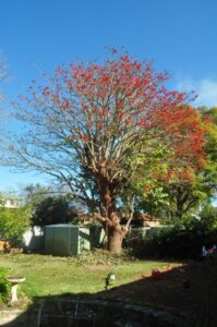 residential coral tree 03