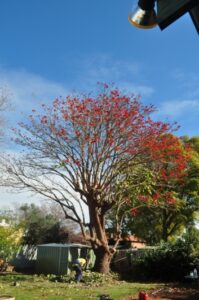 residential coral tree 04