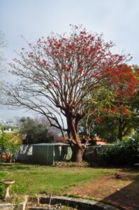 residential coral tree 05