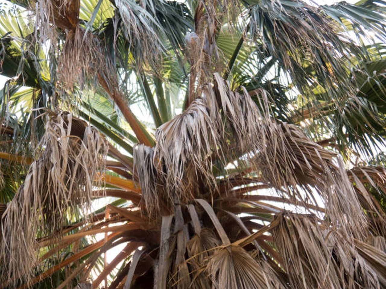 save a dying palm tree