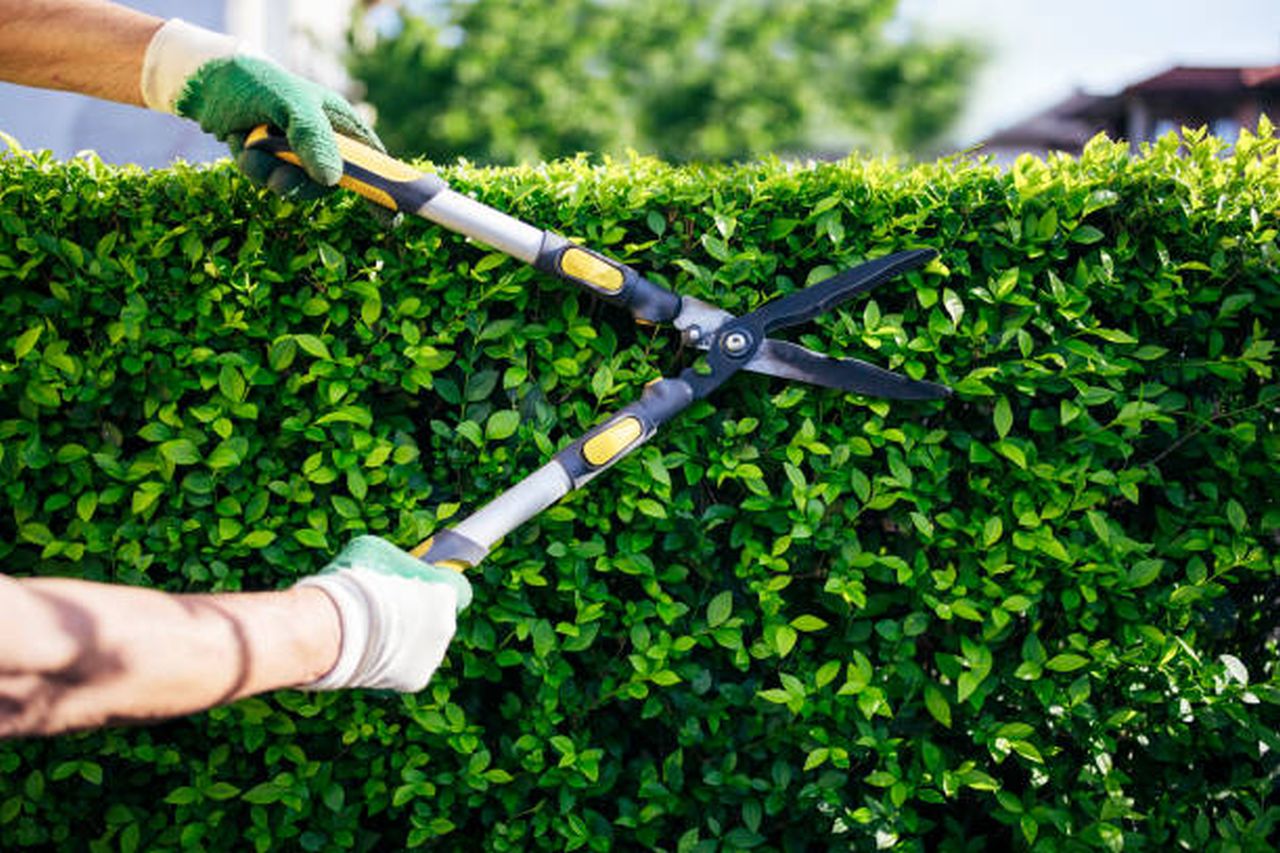 What Is The Law On Trimming Hedges 