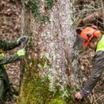 what does an arborist do