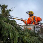 what insurance do i need for tree service3