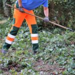 what is an arborist concerned with