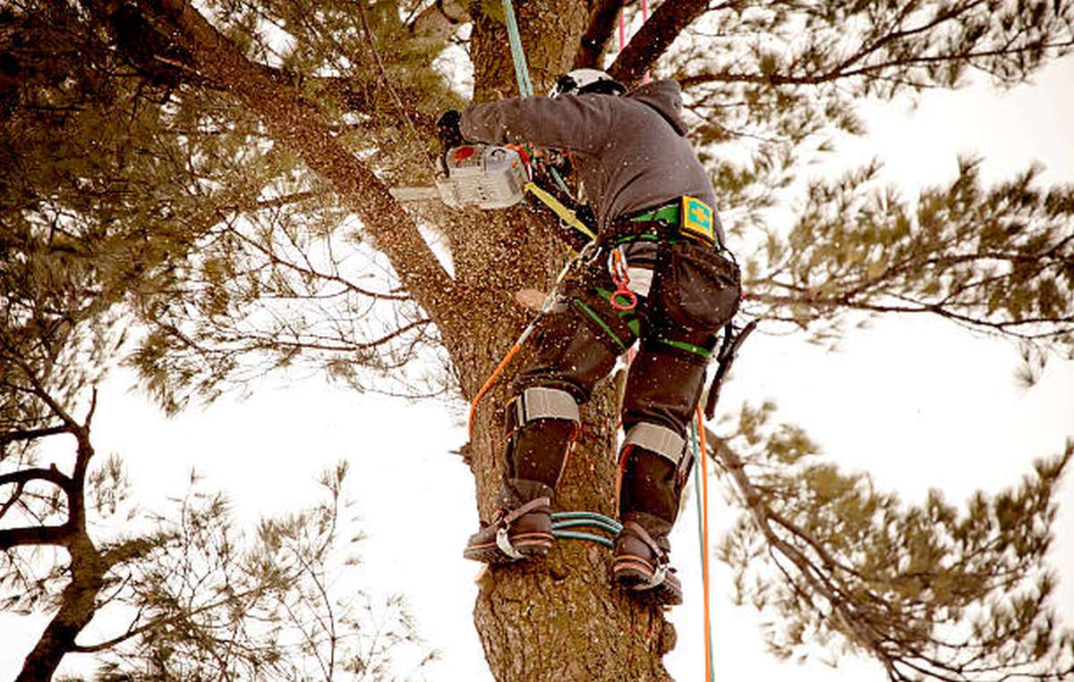 what is the difference between an arborist and a tree surgeon