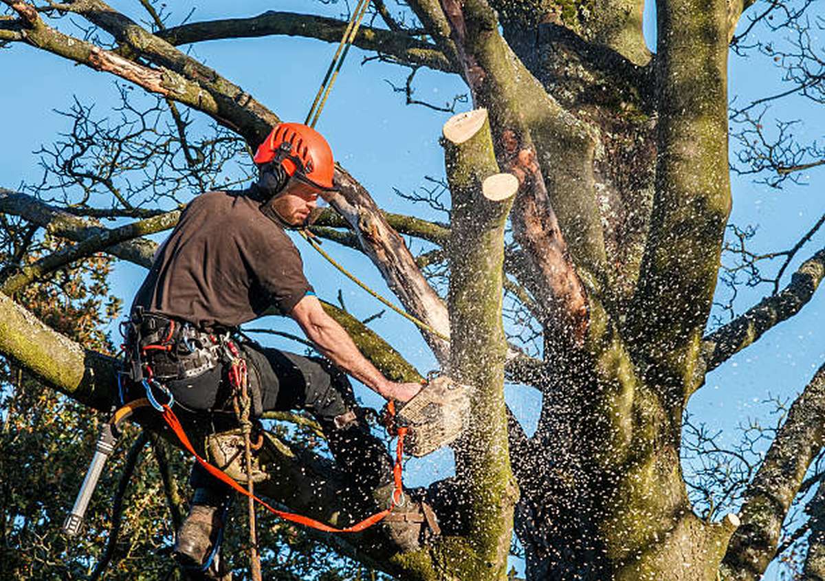 what is the difference between an arborist and a tree surgeon2