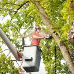 what is the difference between an arborist and a tree surgeon3