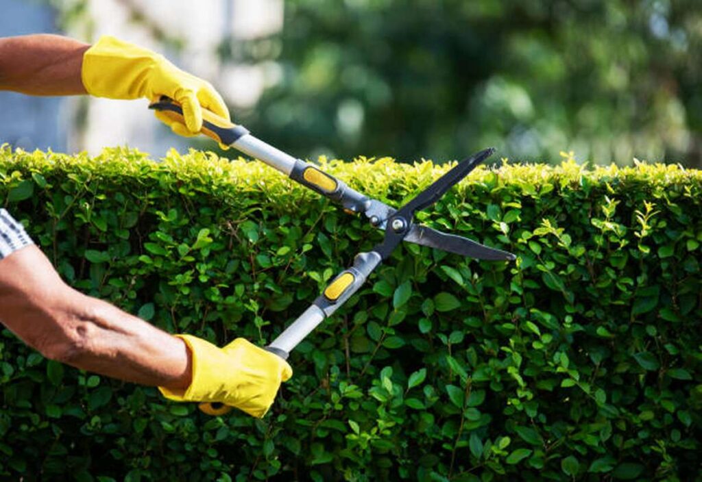 what is the difference between an arborist and a tree trimmer2