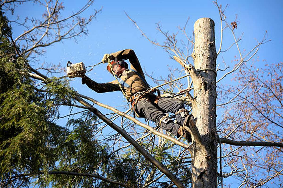 what is the difference between an arborist and a tree trimmer3