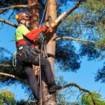 what services does a certified arborist provide