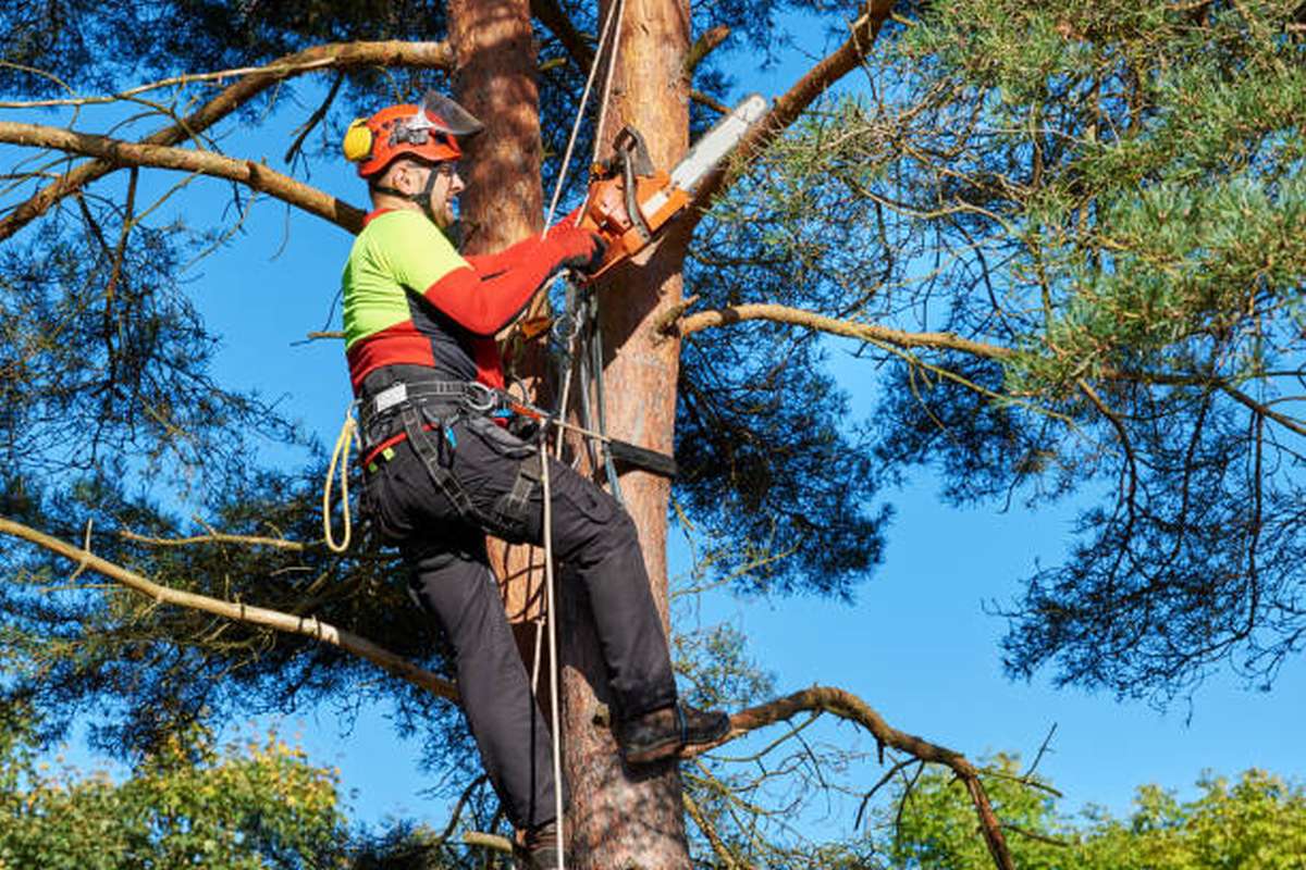 what-services-does-a-certified-arborist-provide