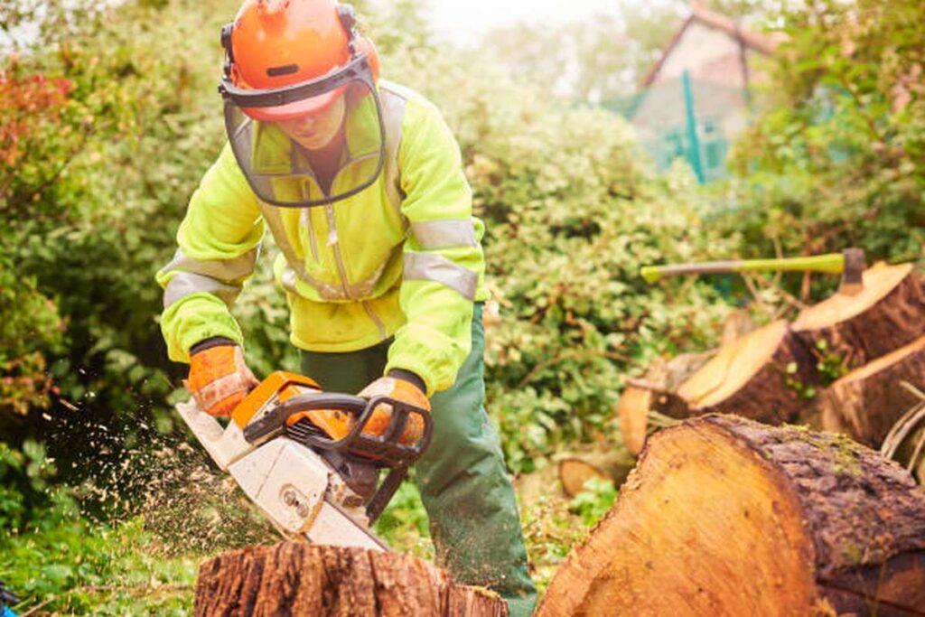 what services does a certified arborist provide3