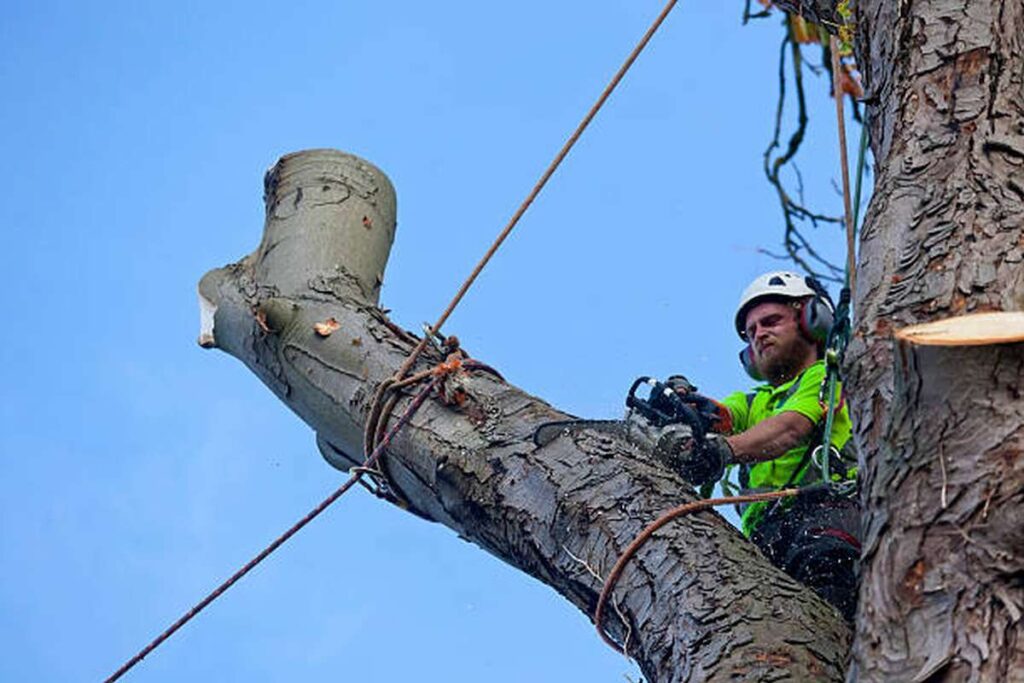 what to look for in an arborist