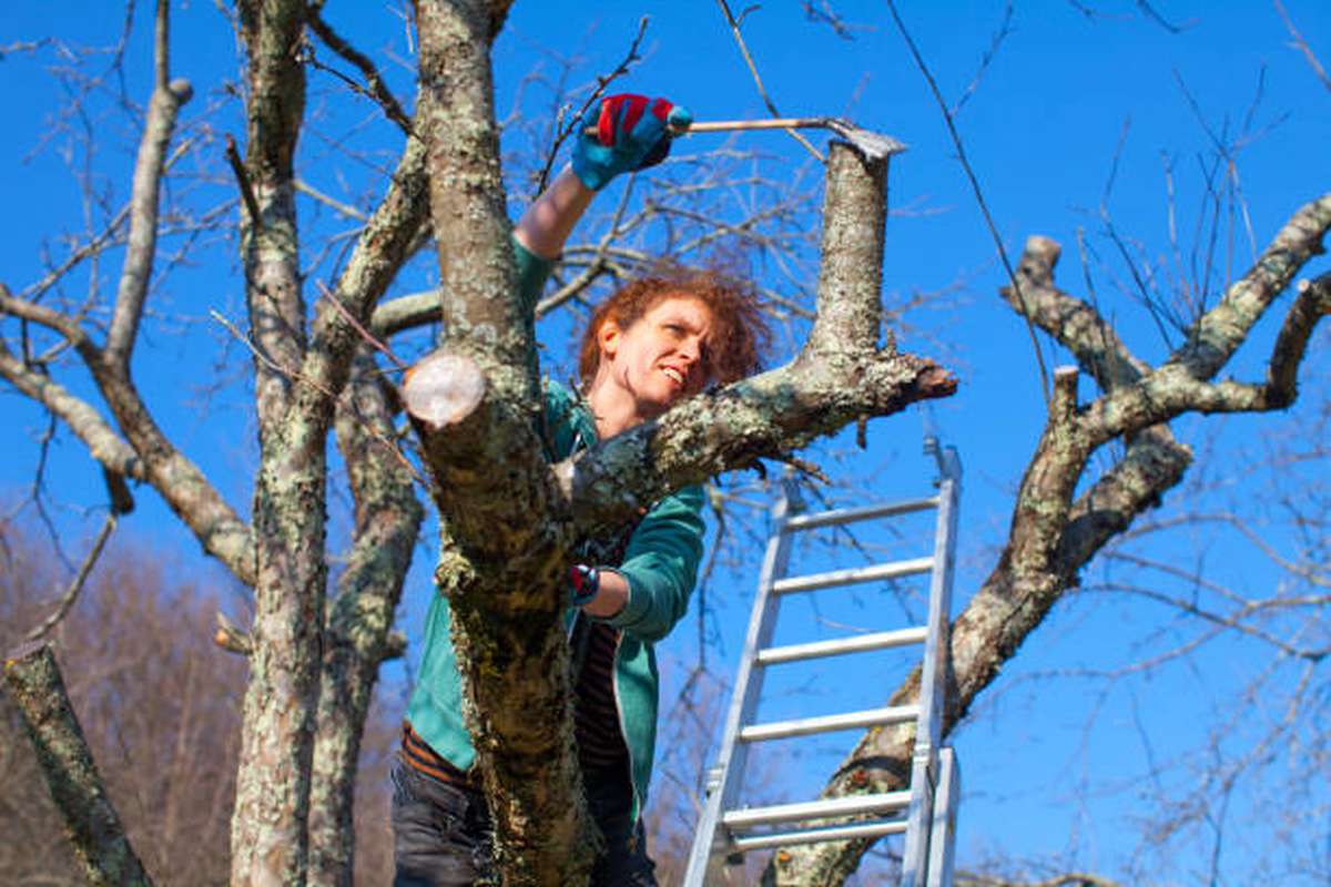 what to look for in an arborist2