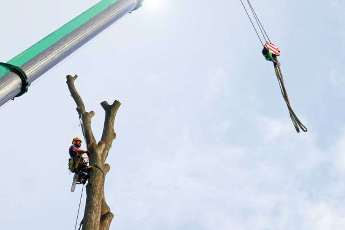 what to look for in an arborist3