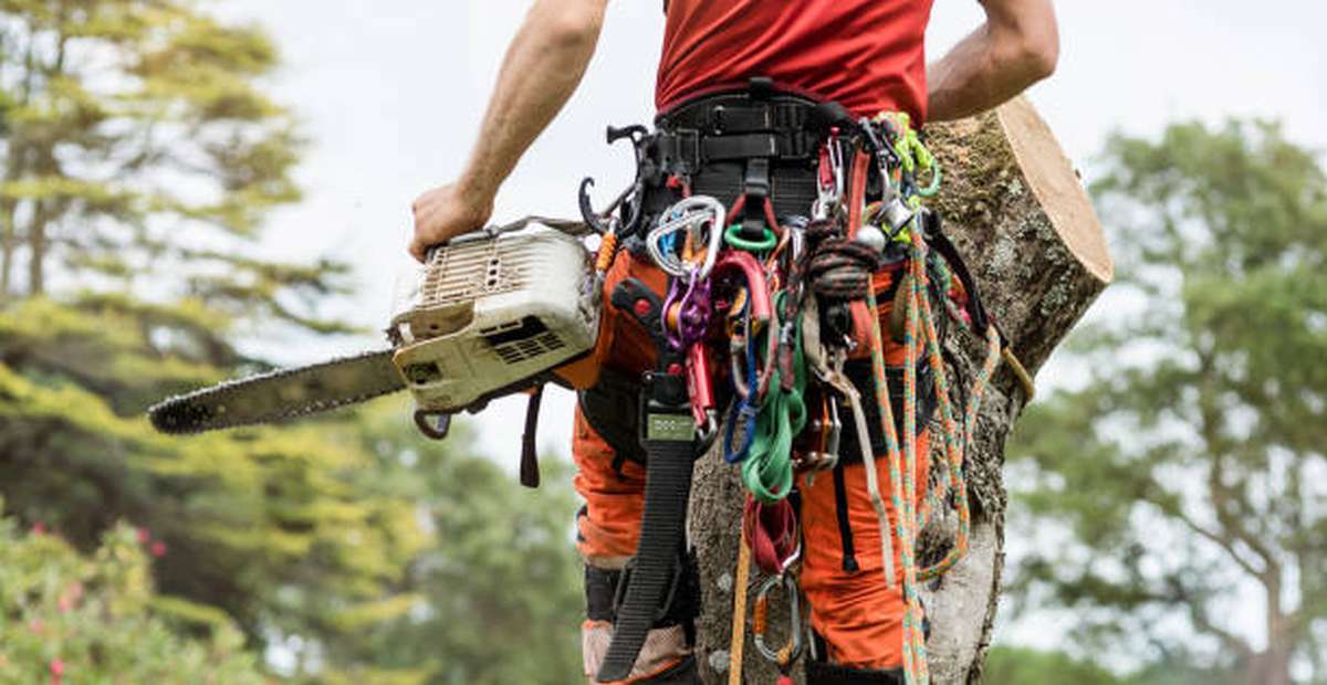 what tools do arborists use2