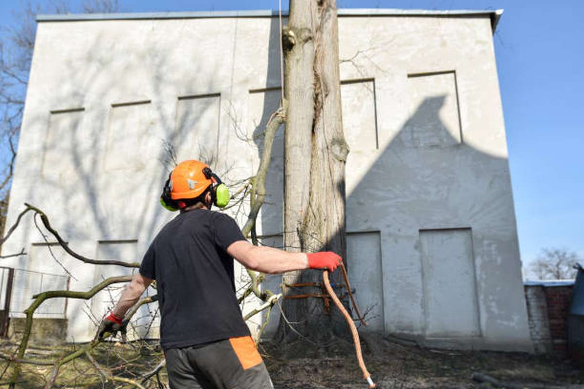what tools do arborists use3