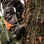 when to call an arborist