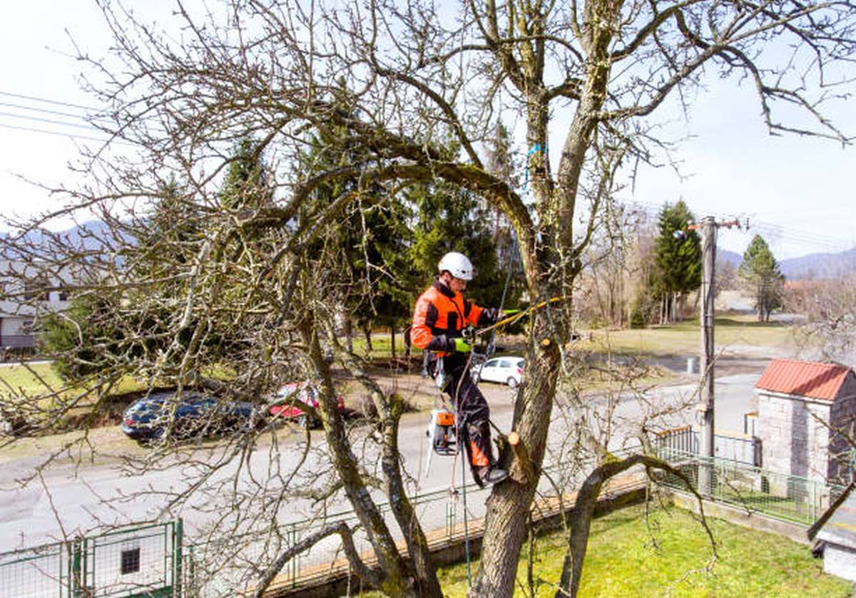 when to call an arborist2