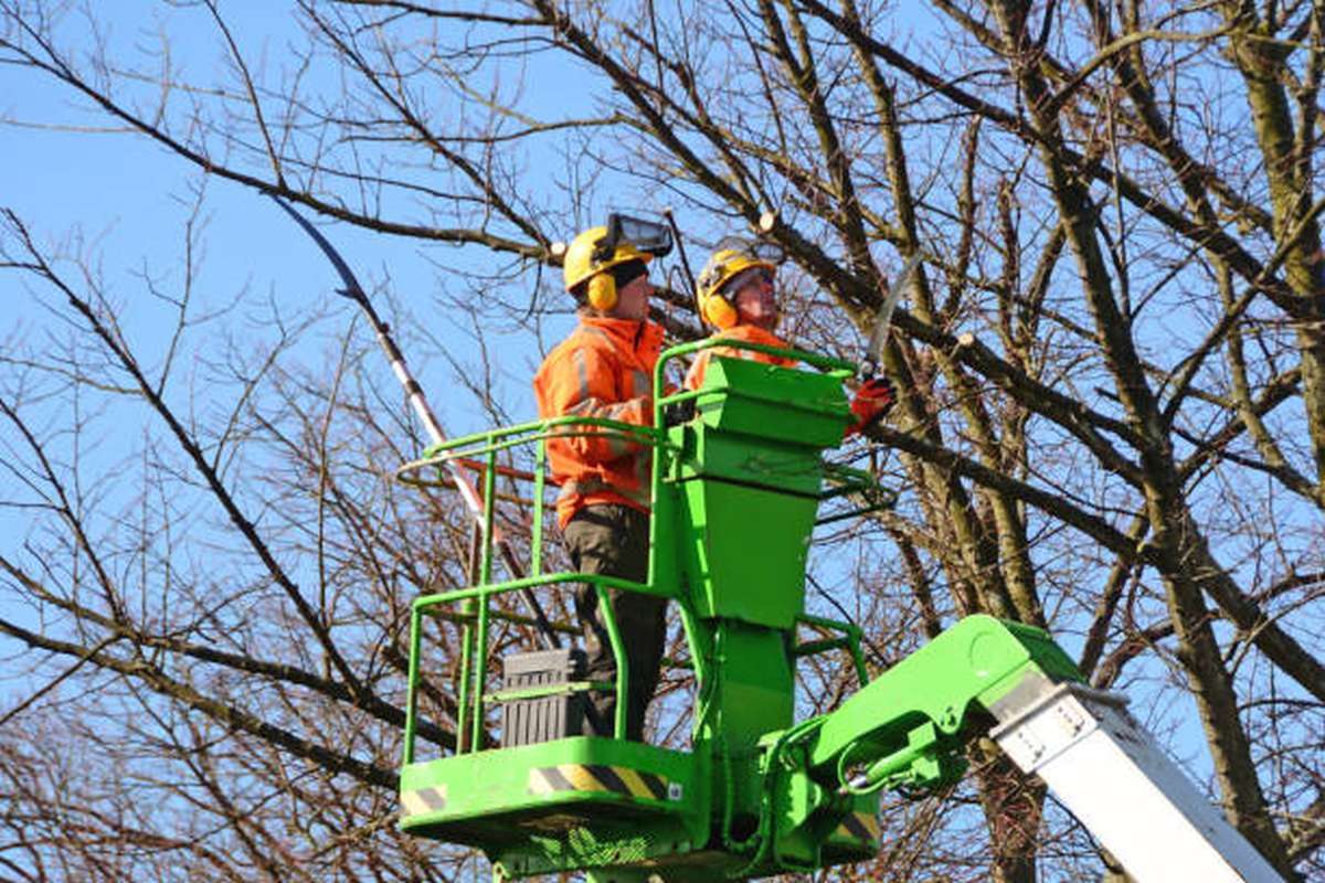 when to call an arborist3