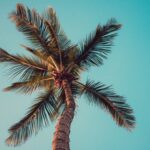 which palm tree is best for indoo