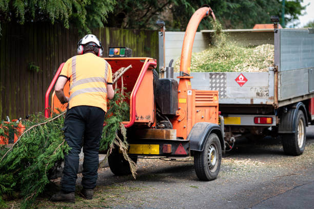 how-much-does-an-arborist-cost-in-australia