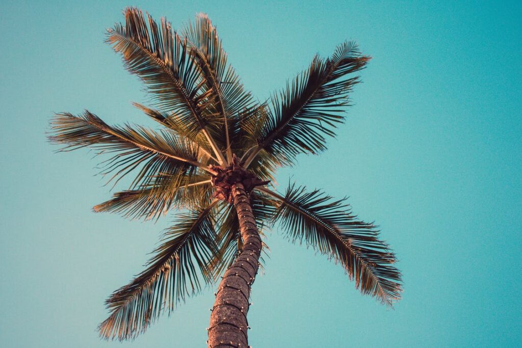 What Are The Different Types Of Palm Trees?